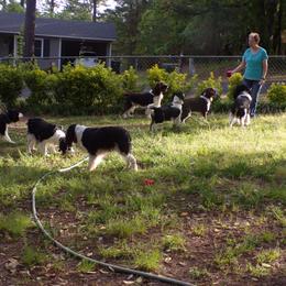 English Springer Spaniel All Grown Up from Spring of Joy Kennel