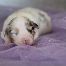 Australian Shepherd Puppies from Mezzo Australian Shepherds
