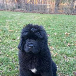 Newfoundland Puppies from Kodiak Acres