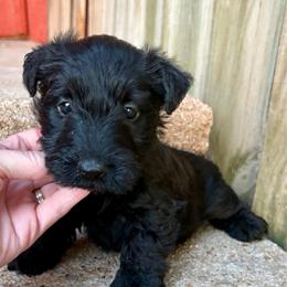 George (dark blue) - Black male Scottish Terrier puppy in Chattanooga, Oklahoma from Lottie Dottie Scottie’s and Papillons