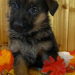 German Shepherds from Carrie Wittman's German Shepherds