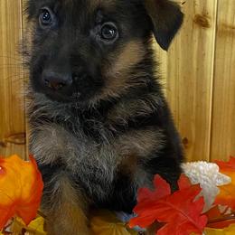 German Shepherds from Carrie Wittman's German Shepherds