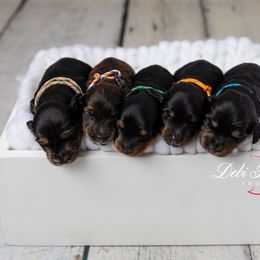 Dachshund and Golden Retriever Puppies from Golden Badger Kennels