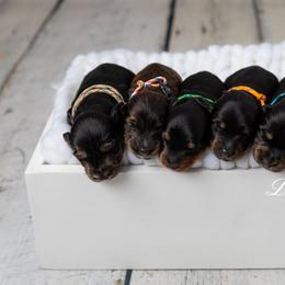 Dachshund and Golden Retriever Puppies from Golden Badger Kennels