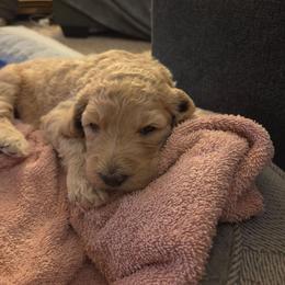 Kia (Rowan) - Apricot female Goldendoodle puppy in Vinton, Iowa from Doodles to Love