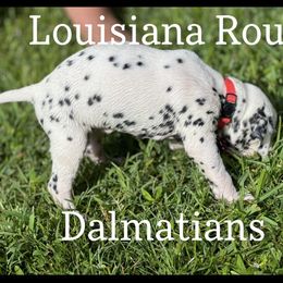 Dalmatian Puppies from Louisiana Roux Dalmatians