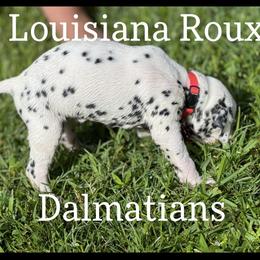 Dalmatian Puppies from Louisiana Roux Dalmatians