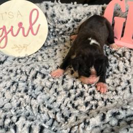 Girl 1 - Brindle female Boxer puppy in Lakeland, Florida from Cote's Boxers