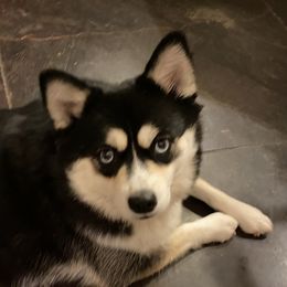 Ruby - Pomsky