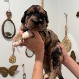 Nevada James - Merle male Saint Berdoodle puppy in Mesa, Arizona from Desert Bohunk Doodles and Branded Bullies
