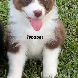 Trooper - Red tri-color male Australian Shepherd puppy in Magee, Mississippi from Paint ByNumbers Ranch