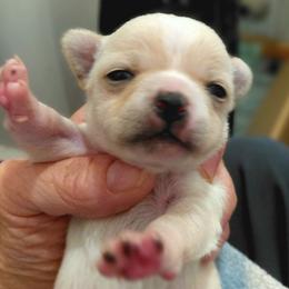 Akc champion sired Gorgeous cream male - Cream male Chihuahua puppy in Bloomington, Indiana from TJs Chihuahuas