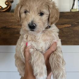 Brown - Cream male Goldendoodle puppy in Lindon, Utah from Ruby’s Minidoodles LLC