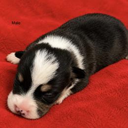 Boy 1 - Black and tan male Pembroke Welsh Corgi puppy in Port Republic, Maryland from Bestfurends