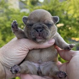 Sis - Brindle female French Bulldog puppy in Willis, Texas from Grandiose Frenchies