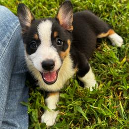 Cookie - Black and white female American Corgi puppy in Nortonville, Kansas from Low Riders Corgis & Mini Aussies
