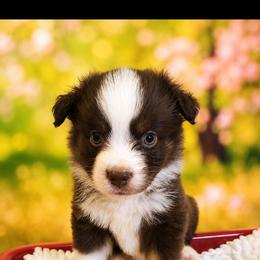 Howl - Red tri male Miniature Australian Shepherd puppy in Macomb, Missouri from Faunus Farms and Aussies