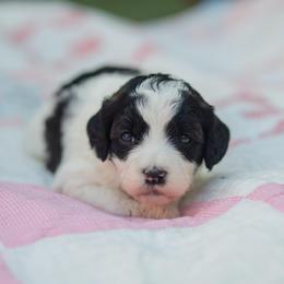 Purple - Parti female Goldendoodle puppy in Rocklin, California from FurEver Yours Goldendoodles