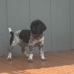 Purple collar female - Black female German Shorthaired Pointer puppy in Rincon, Georgia from South Creek Kennels / SCK Gun Dogs