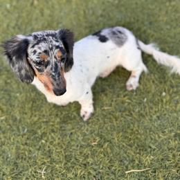 River - Dachshund