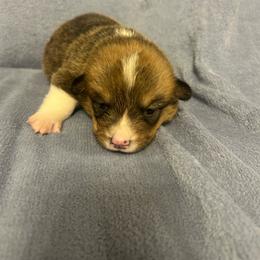 Nibbles - Red male Pembroke Welsh Corgi puppy in Maupin, Oregon from Bailey Nannini