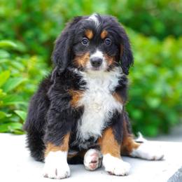 Shetland - Tri-color female Bernedoodle puppy in Dundee, Ohio from Down Home Doodle