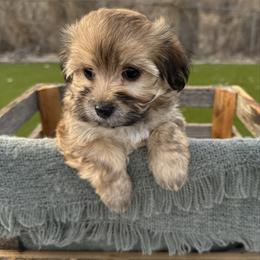 Amy - Gold sable female Havanese puppy in Nyssa, Oregon from Hillside Havanese