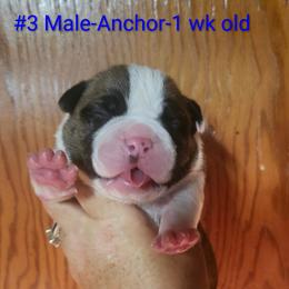 Male 3-Anchor - White and red male American Bulldog puppy in Xenia, Ohio from Bingham's Bulldogs LLC