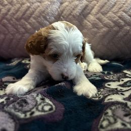 Basil - Red male Cavapoo puppy in Cedar City, Nevada from Puppy Maker