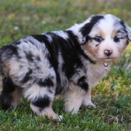 Cooper  bmm. Look for my video - Blue merle male Australian Shepherd puppy in Cookeville, Tennessee from Spring Creek Aussies