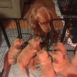  Puppies from Artondale Golden Retrievers