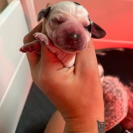 Tinkerbell - Black tan and bluetick female Beagle puppy in Jasper, Texas from Beech Grove Beagles