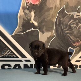 Dark Blue Collar Black Male - Cane Corso puppy from Da Boyz Cane Corso
