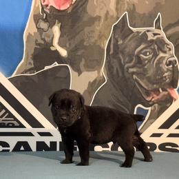 Dark Blue Collar Black Male - Cane Corso puppy from Da Boyz Cane Corso