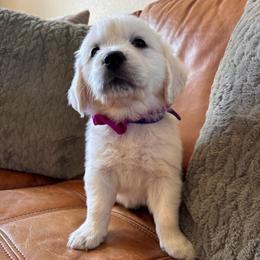Purple girl - Light golden female Golden Retriever puppy in Pahrump, Nevada from Southern Nevada Goldens