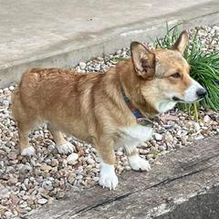 Pembroke Welsh Corgis from Hohertz Pembroke Welsh Corgis