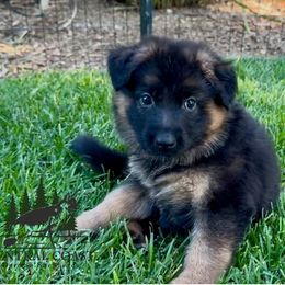 Girl 3 - female German Shepherd puppy in Paso Robles, California from Central Coast German Shepherds