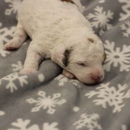 Girl 1 - Brown Bernedoodle puppy in Sheridan, Wyoming from Big Horn Bernedoodles