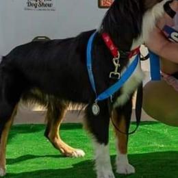 Australian Shepherds from Ramos Standards
