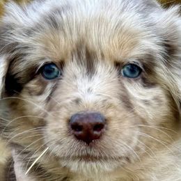 Australian Shepherds from 5R Russell Standards