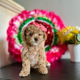 Megan - Apricot female Poodle puppy in Kentucky from Deerly Poodles