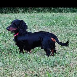 Furron - Dachshund