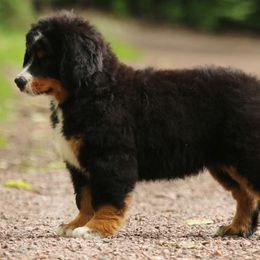 Bernese Mountain Dogs from East Lake Bernese