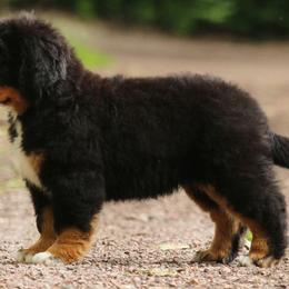 Bernese Mountain Dogs from East Lake Bernese
