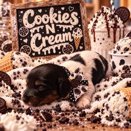 Cookies and Cream - Piebald female Dachshund puppy in Williston, Florida from Teenie Weenie Dachshunds