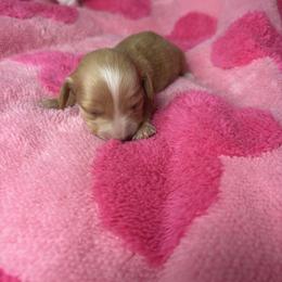 Paige - Cream female Dachshund puppy in Lake City, Florida from My Ditzy Doxies of Florida