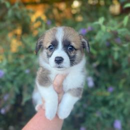 Goodie - Sable female Pembroke Welsh Corgi puppy in Anderson, California from Flying K Corgis