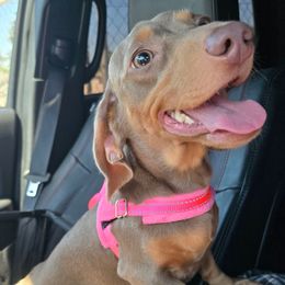 Piper - Dachshund