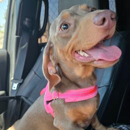 Piper - Dachshund