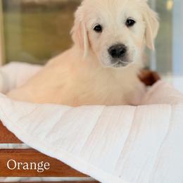 Golden Retriever and Poodle Puppies from Clementi Pearl Golden and Poodle